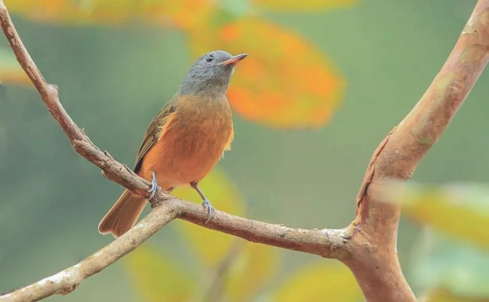 Imagem ilustrativa da imagem Diversão ao ar livre: maratona para fotografar aves em parques no ES