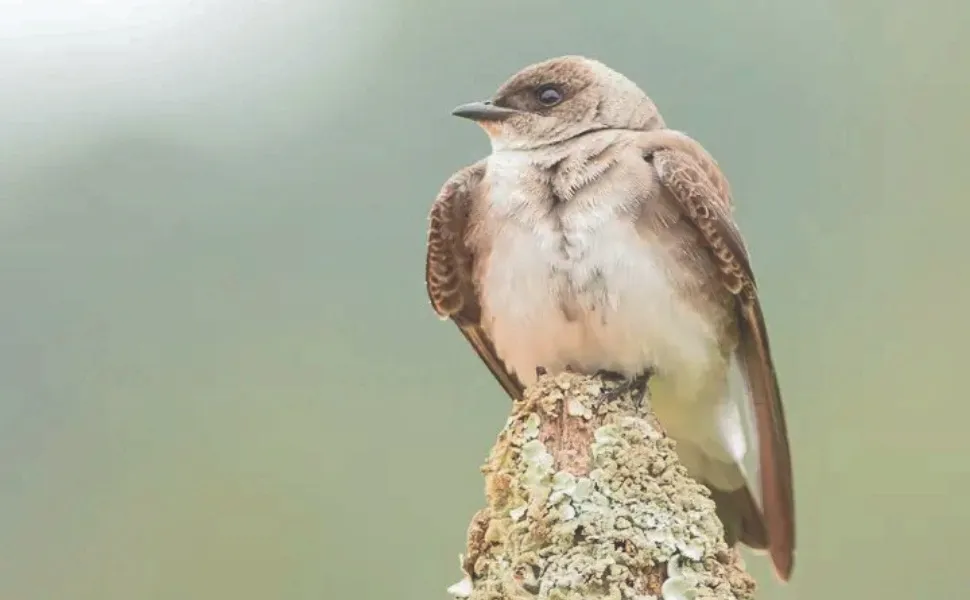 Imagem ilustrativa da imagem Diversão ao ar livre: maratona para fotografar aves em parques no ES