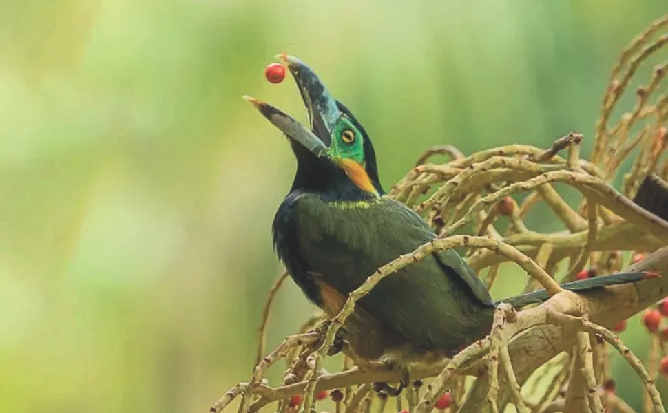 Imagem ilustrativa da imagem Diversão ao ar livre: maratona para fotografar aves em parques no ES