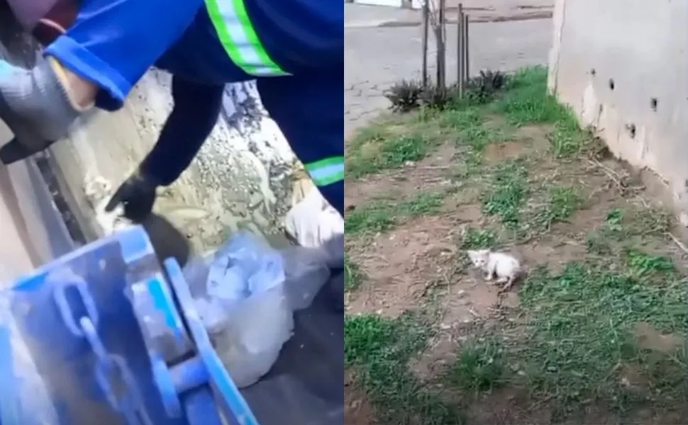Imagem ilustrativa da imagem Filhote de gato é resgatado em caçamba de lixo em Colatina
