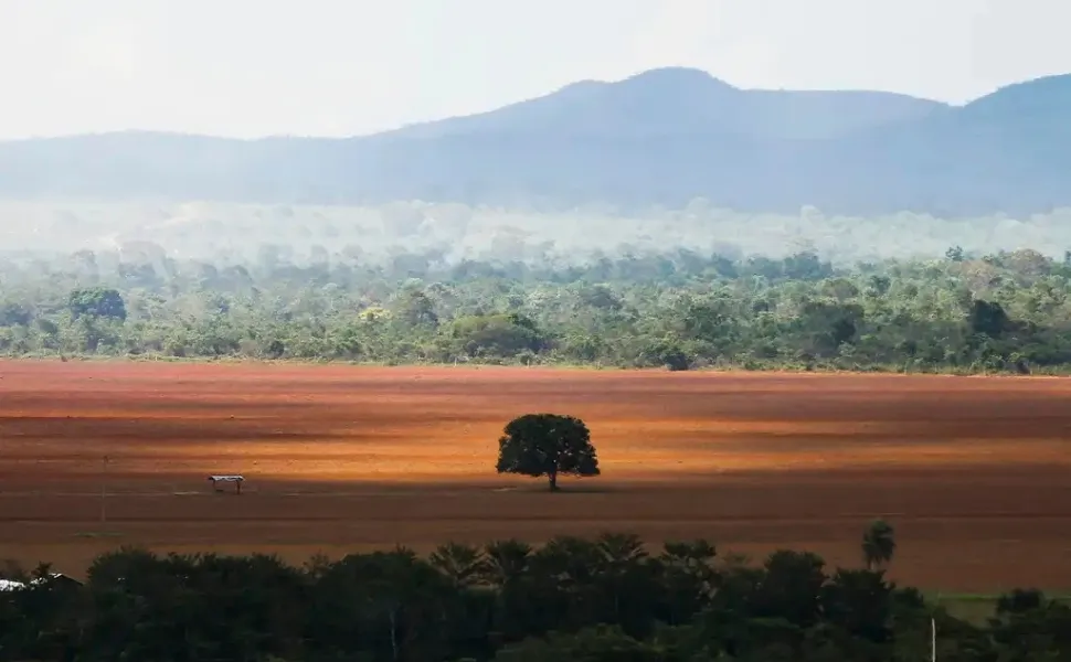 Imagem ilustrativa da imagem Ibama multa Banco do Brasil, BNB e Basa por financiar desmatadores do cerrado
