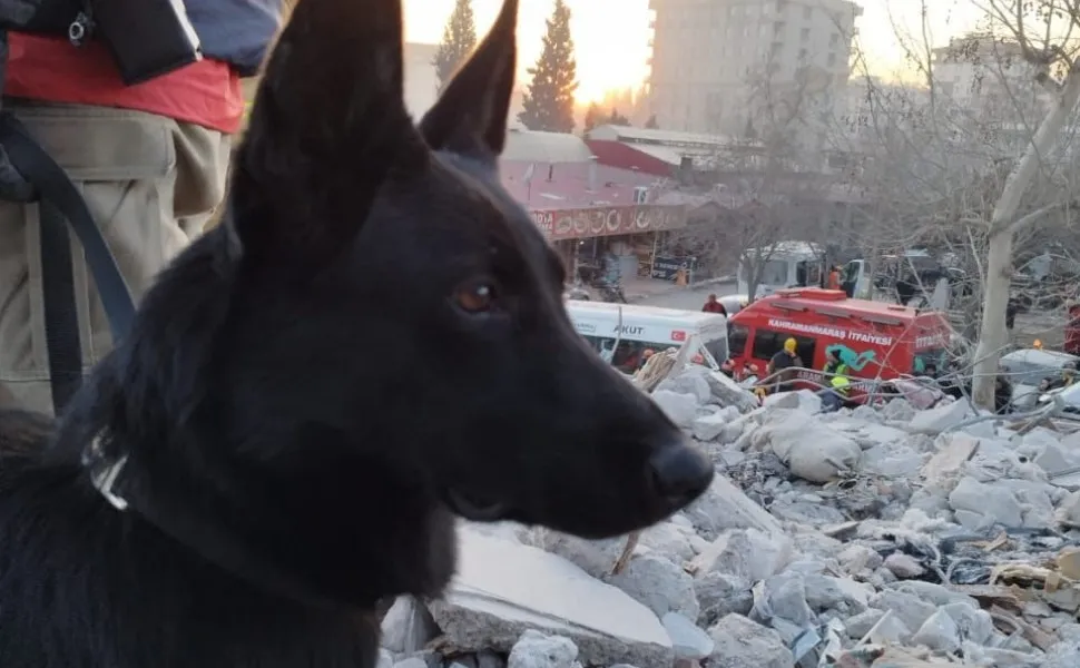 Imagem ilustrativa da imagem Morre cadela dos bombeiros do ES que atuou em resgates dentro e fora do País