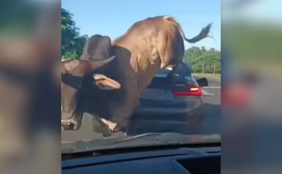 Imagem ilustrativa da imagem VÍDEO I Touro persegue homem, entra na pista e pula em cima de carro de luxo
