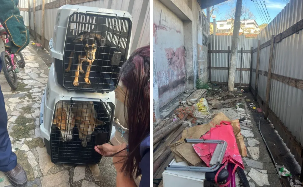 Imagem ilustrativa da imagem Ação conjunta resgata seis animais em situação de maus-tratos em Vitória