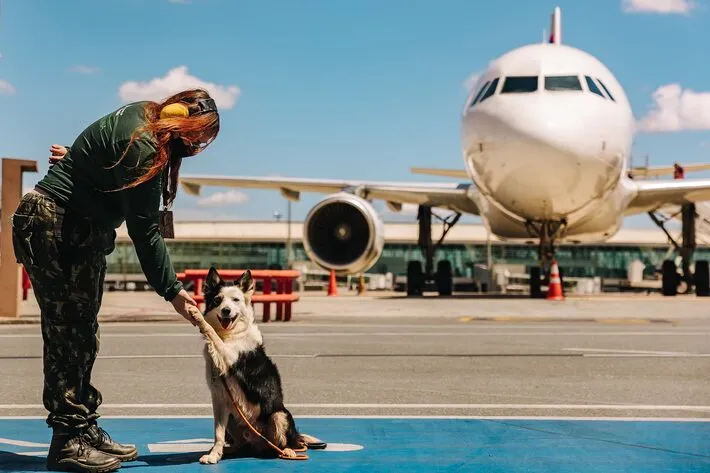 Imagem ilustrativa da imagem Aviso sonoro e até cachorros: como os aeroportos fazem para espantar pássaros da área de aviões