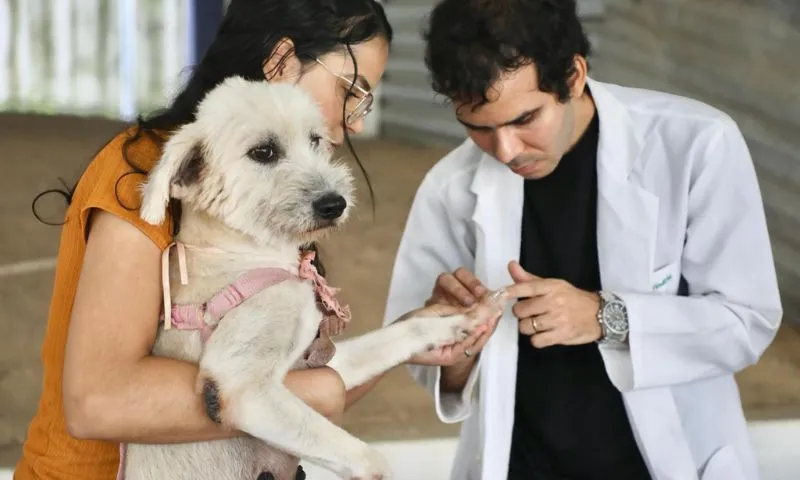 Imagem ilustrativa da imagem CãoPaz leva vacinação antirrábica e atendimento veterinário ao Compaz Miguel Arraes