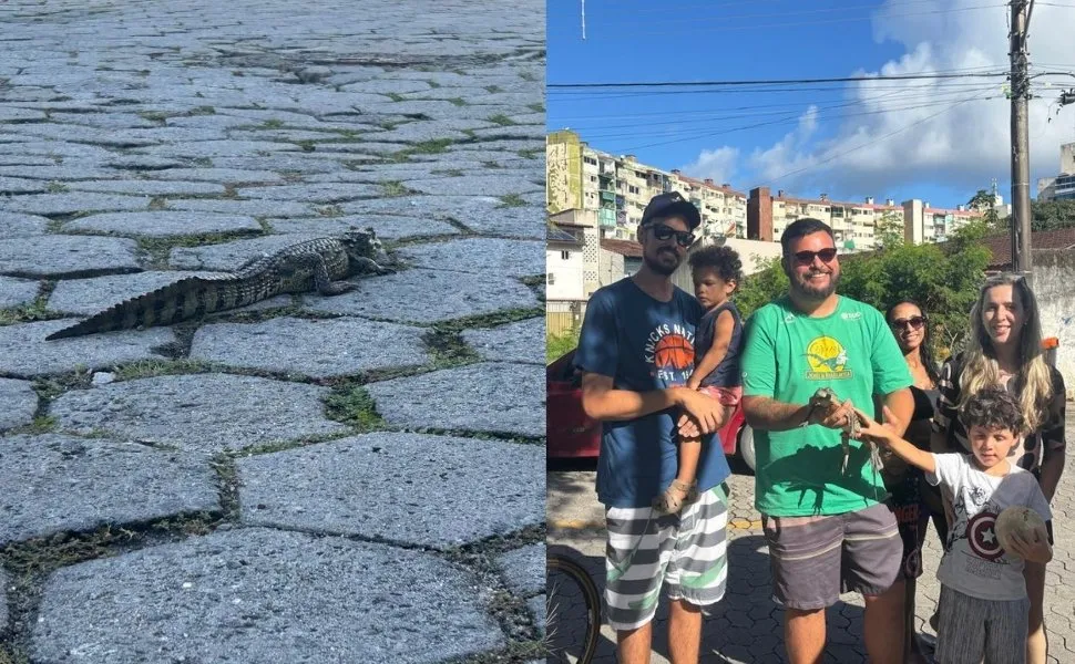 Imagem ilustrativa da imagem Jacaré é resgatada em Vitória na terça-feira de Carnaval e ganha nome inusitado