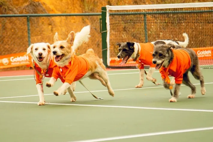 Imagem ilustrativa da imagem João Fonseca entrará em quadra no Rio Open com ‘CãoDula’ em ação de adoção a cachorros de rua