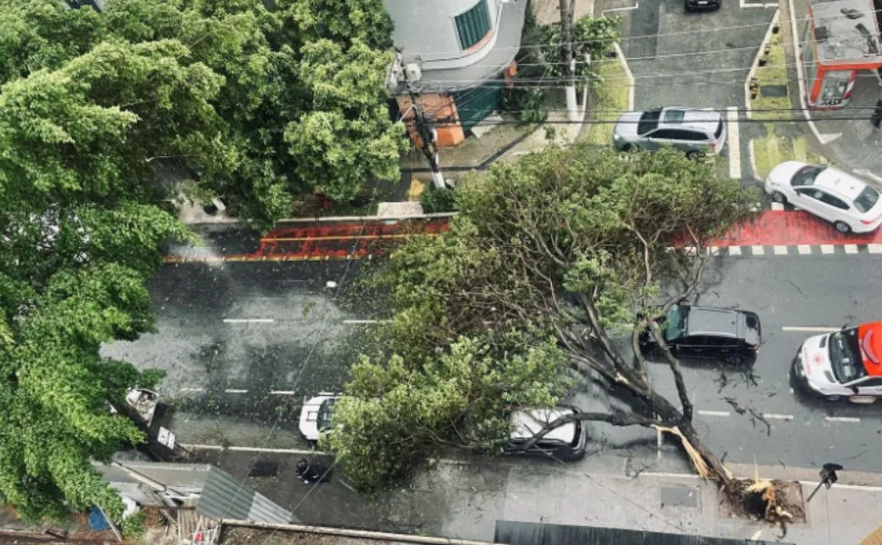 Imagem ilustrativa da imagem Mais de 340 árvores caíram durante temporal em SP; 64 mil estão sem luz