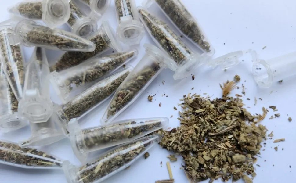 Imagem ilustrativa da imagem Polícia Militar faz a maior apreensão de supermaconha no ES