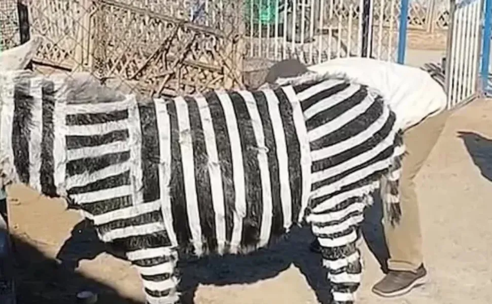 Imagem ilustrativa da imagem Zebra? Parque de diversões chinês admite que pintou burro de preto e branco