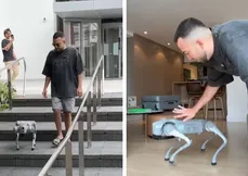 Um cachorro semelhante ao de Lucas deu surto e ficou atirando fogo