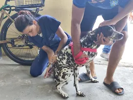 Imagem ilustrativa da imagem Após caso confirmado de raiva animal, Paulista intensifica vacinação antirrábica