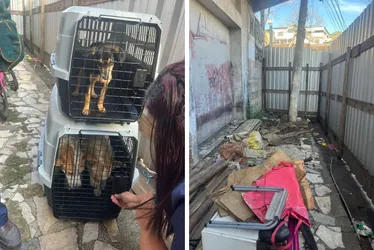Imagem ilustrativa da imagem Ação conjunta resgata seis animais em situação de maus-tratos em Vitória