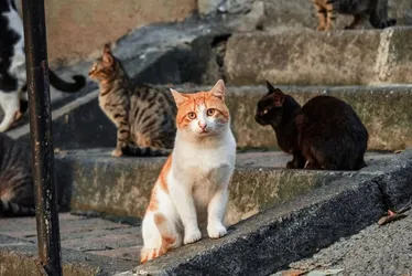 Imagem ilustrativa da imagem Animais estão aparecendo mortos no Centro de Vitória; suspeita é de envenenamento