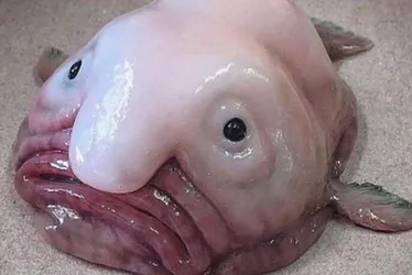 Imagem ilustrativa da imagem 'Animal mais feio do mundo' é eleito peixe do ano na Nova Zelândia