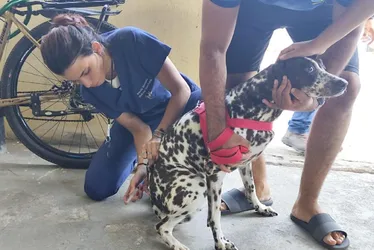 Imagem ilustrativa da imagem Após caso confirmado de raiva animal, Paulista intensifica vacinação antirrábica