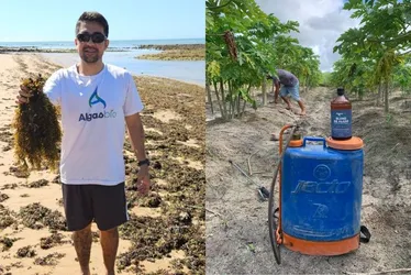 Imagem ilustrativa da imagem Aposta em fertilizante feito à base de algas