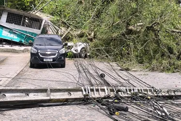 Imagem ilustrativa da imagem Árvore cai em frente à UFRPE, destrói barracas e carros e ainda deixa idosa ferida