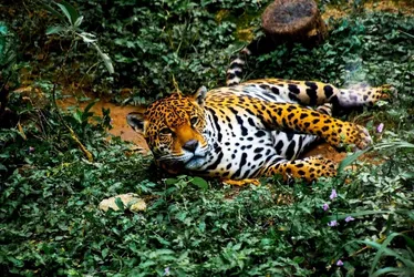 Imagem ilustrativa da imagem Ataques de onças contra humanos são considerados raros