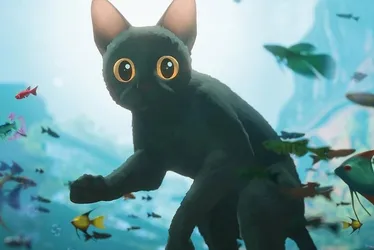 Imagem ilustrativa da imagem Aventuras de um gato para lidar com as diferenças