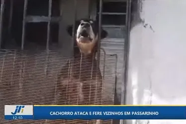 Imagem ilustrativa da imagem Cachorro sai mordendo todo mundo em rua do bairro de Passarinho, no Recife