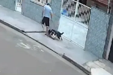 Imagem ilustrativa da imagem Cão é atacado e atitude de tutor revolta moradores em Vila Velha