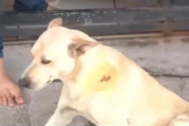 Imagem ilustrativa da imagem Cão é atacado e atitude de tutor revolta moradores em Vila Velha