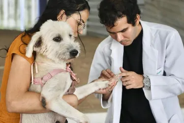 Imagem ilustrativa da imagem CãoPaz leva vacinação antirrábica e atendimento veterinário ao Compaz Miguel Arraes