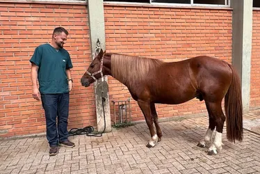 Imagem ilustrativa da imagem Como está o cavalo Caramelo, símbolo das chuvas no Rio Grande do Sul que agora vai ajudar estudantes
