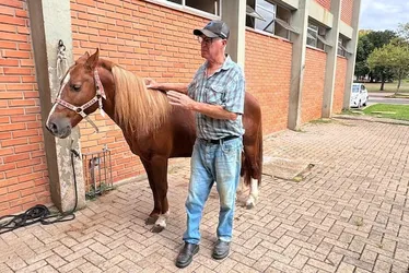 Imagem ilustrativa da imagem Como está o cavalo Caramelo, símbolo das chuvas no Rio Grande do Sul que agora vai ajudar estudantes