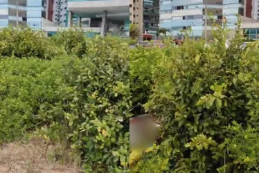 Imagem ilustrativa da imagem Corpo é encontrado em restinga da Praia de Itaparica, em Vila Velha