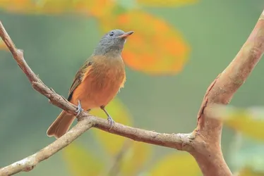 Imagem ilustrativa da imagem Diversão ao ar livre: maratona para fotografar aves em parques no ES