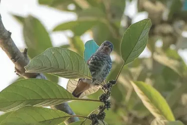Imagem ilustrativa da imagem Diversão ao ar livre: maratona para fotografar aves em parques no ES