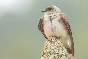 Imagem ilustrativa da imagem Diversão ao ar livre: maratona para fotografar aves em parques no ES