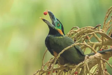 Imagem ilustrativa da imagem Diversão ao ar livre: maratona para fotografar aves em parques no ES