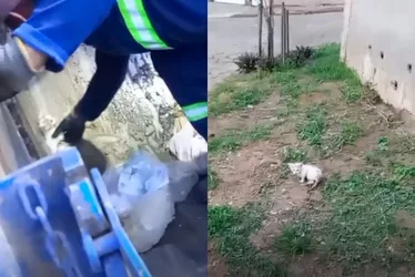 Imagem ilustrativa da imagem Filhote de gato é resgatado em caçamba de lixo em Colatina