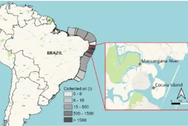 Imagem ilustrativa da imagem Filhotes deformados: o legado invisível do pior desastre ambiental do Nordeste