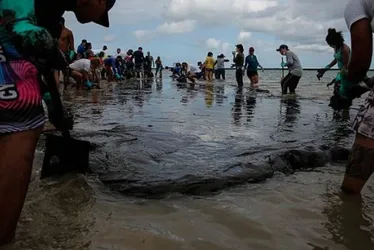 Imagem ilustrativa da imagem Filhotes deformados: o legado invisível do pior desastre ambiental do Nordeste