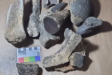 Imagem ilustrativa da imagem Fósseis encontrados no ES são de preguiça-gigante e outros animais pré-históricos