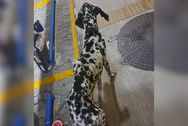 Imagem ilustrativa da imagem Homem é preso em flagrante por maus-tratos a um cachorro