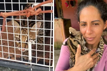 Imagem ilustrativa da imagem Ibama apreende jaguatirica criada como animal doméstico por influenciadora no Pará