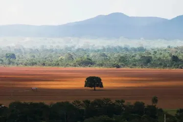 Imagem ilustrativa da imagem Ibama multa Banco do Brasil, BNB e Basa por financiar desmatadores do cerrado