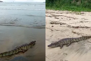 Imagem ilustrativa da imagem Jacaré de 2,5 metros é visto na Praia de Camburi, em Vitória
