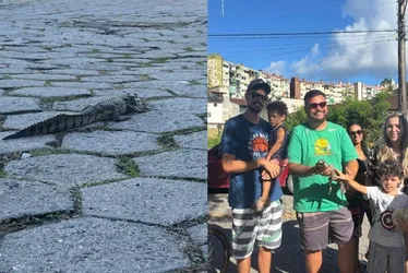 Imagem ilustrativa da imagem Jacaré é resgatada em Vitória na terça-feira de Carnaval e ganha nome inusitado
