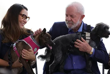 Imagem ilustrativa da imagem Lula lança programa de identificação e proteção de cães e gatos