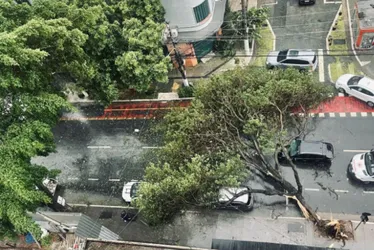 Imagem ilustrativa da imagem Mais de 340 árvores caíram durante temporal em SP; 64 mil estão sem luz