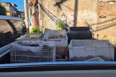 Imagem ilustrativa da imagem Matadouro irregular é interditado e quase 4 toneladas de carne são apreendidas