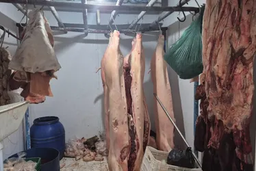 Imagem ilustrativa da imagem Matadouro irregular é interditado e quase 4 toneladas de carne são apreendidas