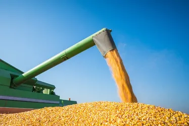 Imagem ilustrativa da imagem Milho brasileiro será exportado à China pelo Porto de Tubarão